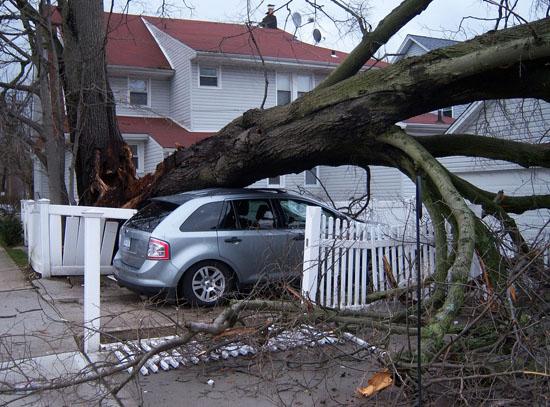 picture of tree falling on car after storm